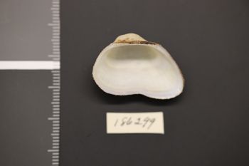 Media type: image;   Malacology 186299 Description: Preserved specimen.;